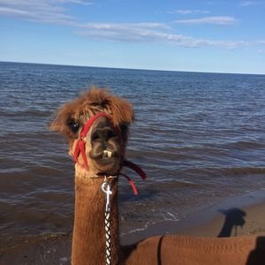 Meet your Posher, Nolan